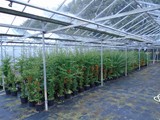 Sandy Lane Plant Nusery Melling